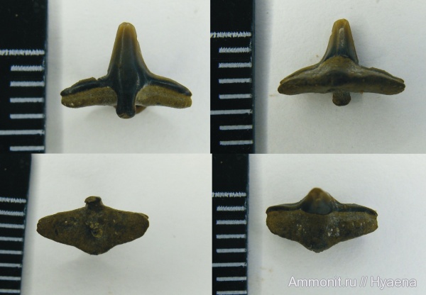 зубы, акулы, апт, Squatina, Aptian, teeth, sharks