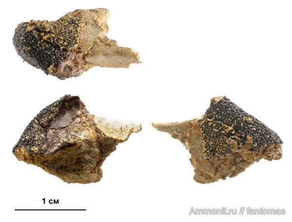 Discordichthyidae, Mutovinia