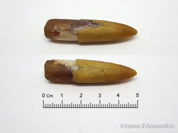 белемниты, belemnites