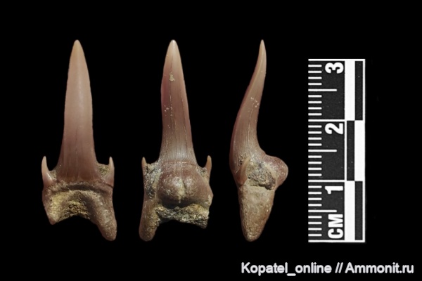 мел, зубы, акулы, кампан, Scapanorhynchus, Карякино