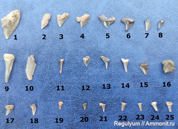 зубы, Squalicorax, Palaeoanacorax