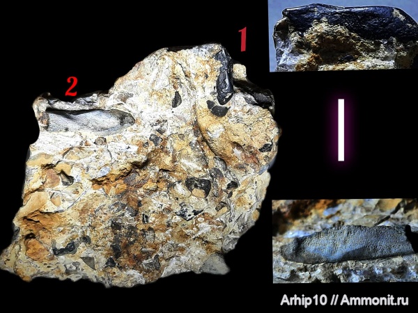 девон, копролиты, Ptyctodus, франский ярус