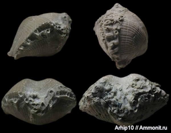 брахиоподы, девон, Aulopora, верхний девон, обрастание, Воронежская область, Cyrtospirifer vjacheslavi