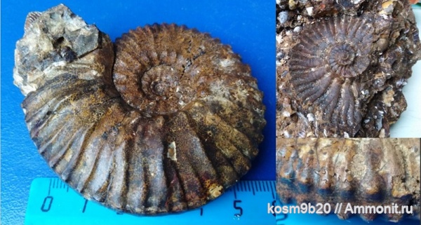 Kosmoceras