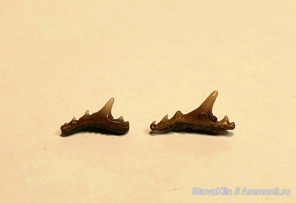 зубы, акулы, Synechodus, Synechodus dubrisiensis, teeth, sharks