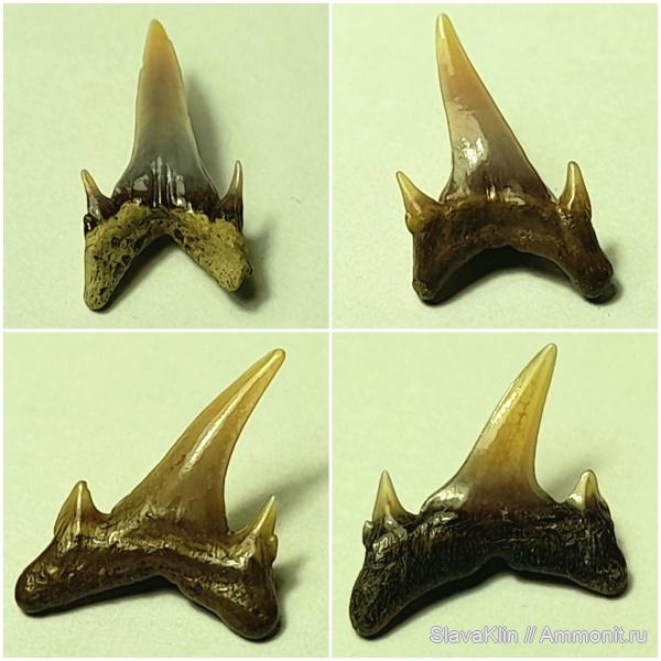 зубы, акулы, teeth, sharks