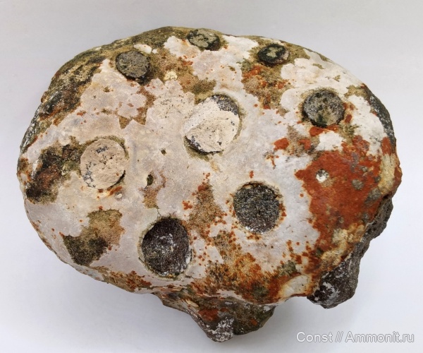 Tremabolites megastoma, Tremabolites