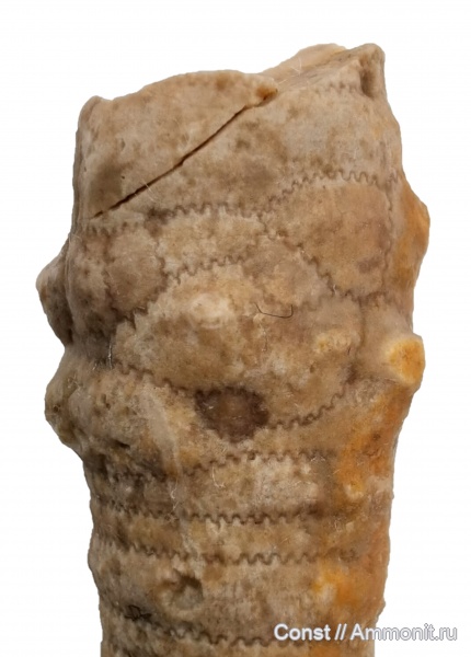 Apiocrinus