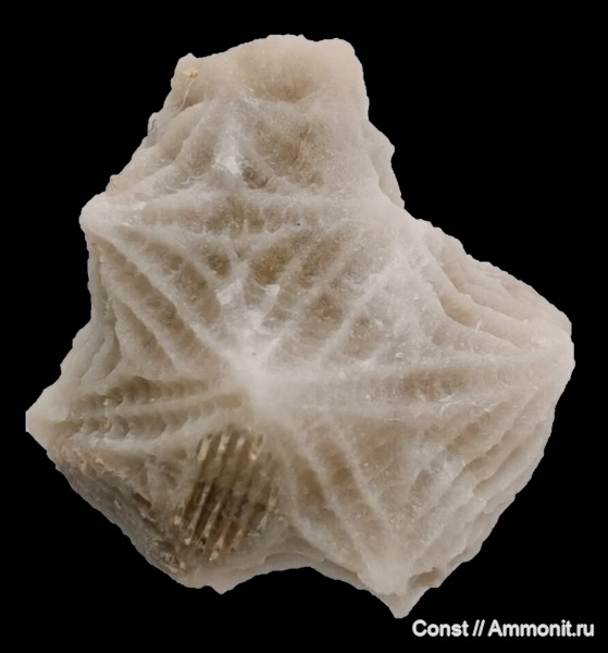 Echinoencrinites, Cystoidea, Rhombifera