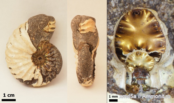 Arcthoplites, Владимирская область, Ammonoidea, Arcthoplites bogoslowskyi, Albian