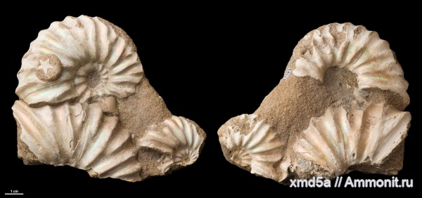 Arcthoplites, Arcthoplites bogoslowskyi