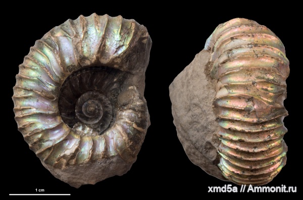 Prorasenia, ammonoid sublethal injuries, prorasenia bowerbanki