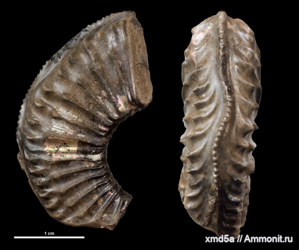 Plasmatites, forma undaticarinata