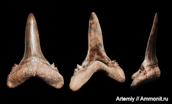 зубы, акулы, приабон, Borealotodus, Borealotodus borealis, Jaekelotodontidae