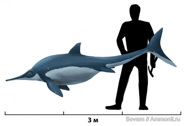 юра, водные рептилии, ихтиозавры, Якутия, реконструкция, Ichthyosauria, ichthyosaur, Табага