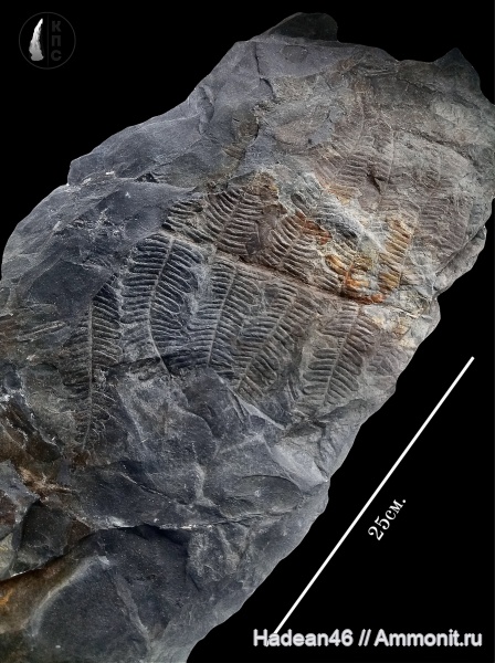 карбон, Alethopteris, Neuropteris, Ростовская область, шахты, КПС