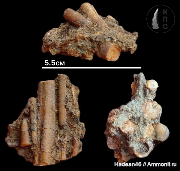 белемниты, юрский период, Cylindroteuthis, Курская область, михайловский гок, КПС