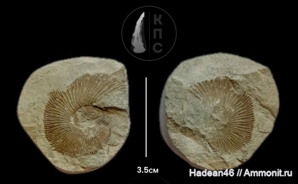 аммониты, берриас, Крым, Ammonites, Pseudosubplanites, Pseudosubplanites subrichteri, КПС