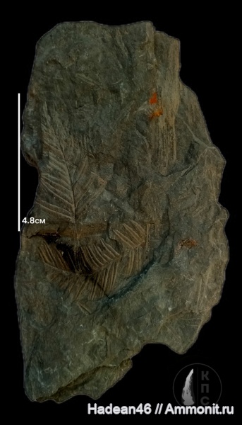 карбон, Alethopteris, Ростовская область, шахты, КПС