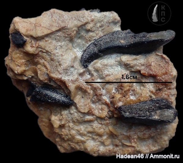 девон, Placodermi, Ptyctodus, Курская область, михайловский гок, КПС