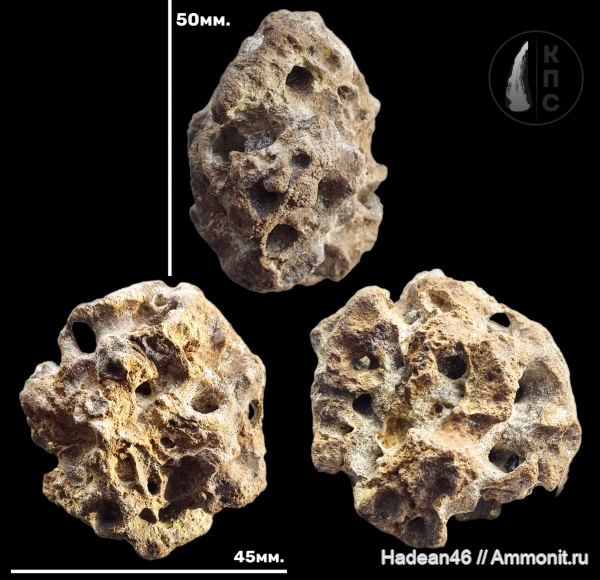 Porifera, Курская область, coeloptychidae, hexactinellida, КПС, Lychniscosa, Etheridgia, Etheridgia sp