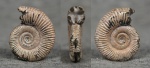 Binatisphinctes sp,