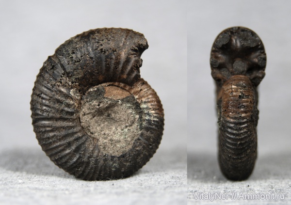 Dorsoplanites, Dorsoplanites panderi, Dorsoplanitidae, Dorsoplanitinae