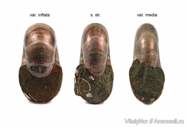 Desmoceras latidorsatum, Desmoceras, Desmoceratidae, Desmoceras latidorsatum var. media