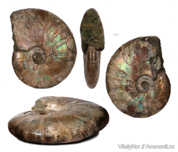 макроконхи, Macroconchs, Cleoniceratidae, Aioloceras