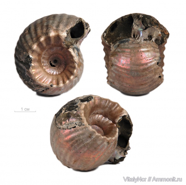 Erymnoceras, Erymnoceras doliforme, Pachyceratidae