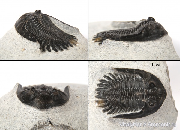 Mrakibina, Phacopida, Acastidae, Phacopina, Asteropyginae, Mrakibina cattoi