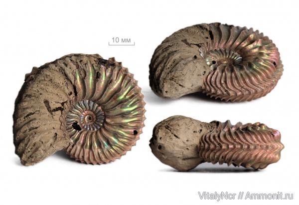 Cardioceras, Cardioceratidae, Vertebriceras