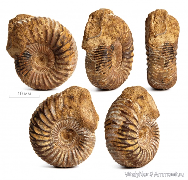 Perisphinctes, Perisphinctidae, Kranaosphinctes