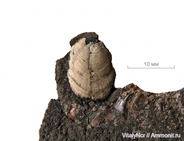 Mirosphinctes, аптихи, Laevaptychus, Aspidoceratidae, Aptychi, aptychus, Laevilamelaptychus