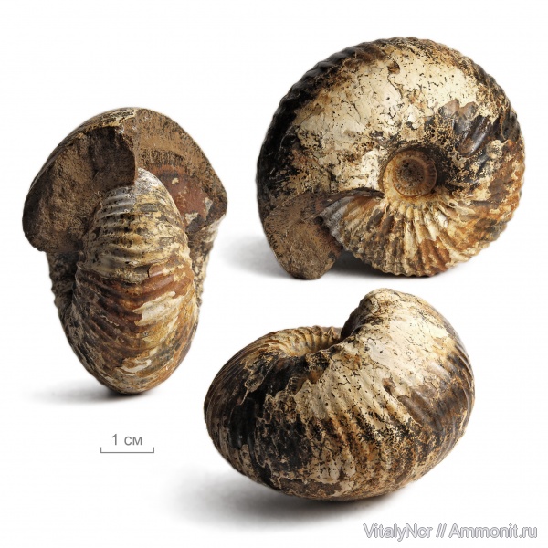 Cadoceras, Cadoceratinae, Cardioceratidae, Cadoceras tolype