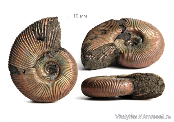 Perisphinctidae, Subdiscosphinctes