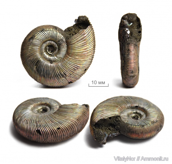 Perisphinctidae, Subdiscosphinctes