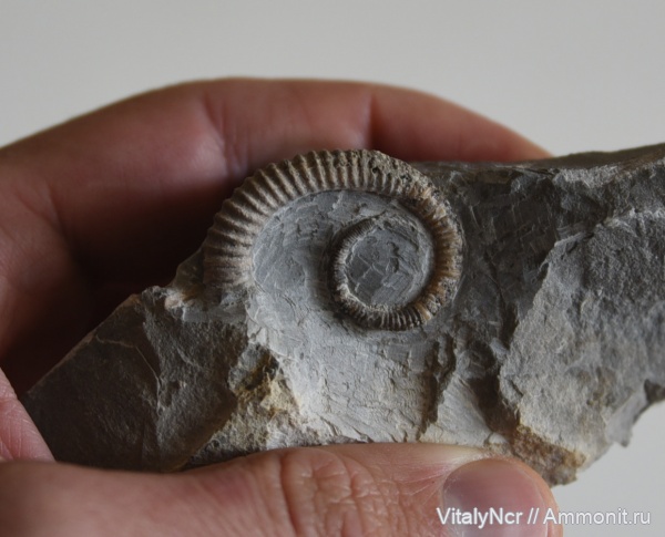 heteromorph ammonites, Anisoceratidae, Allocrioceras, Allocrioceras annulatum