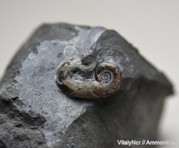 устье, heteromorph ammonites, Worthoceras, Worthoceras vermiculus, Scaphitida