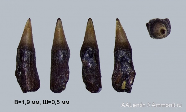 мел, Самарская область, нижний мел, зубы рыб, Amiiformes, fish teeth, Новая рачейка