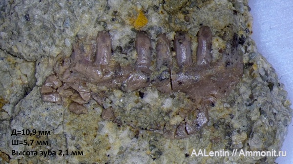 триас, зубы, Самарская область, зубы рептилий, нижний триас, Procolophonidae, Проколофон