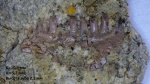 Фрагмент челюсти Procolophonidae