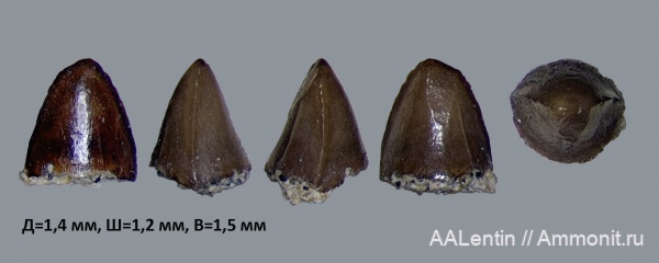 юра, Самарская область, зона Kachpurites fulgens, зубы рыб, fish teeth, Новая рачейка