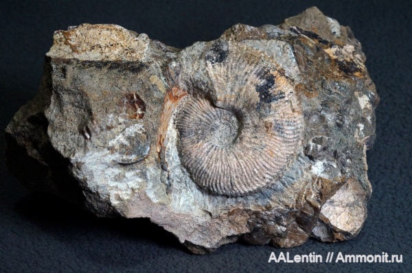 аммониты, юра, Kosmoceras, келловей, Самарская область, Ammonites, Алексеевский район, Callovian, Jurassic, Middle Jurassic