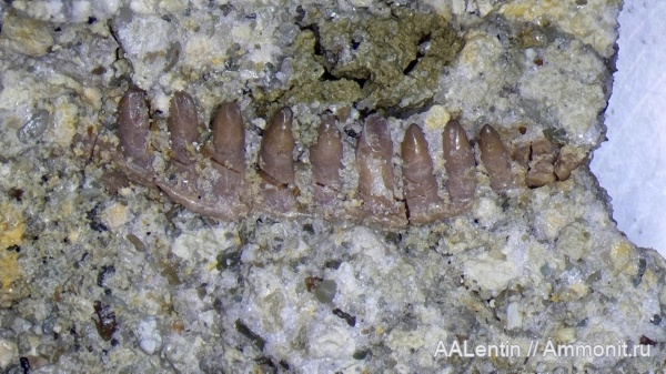 триас, зубы, Самарская область, зубы рептилий, нижний триас, Procolophonidae, Проколофон