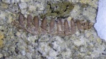 Фрагмент челюсти Procolophonidae 2