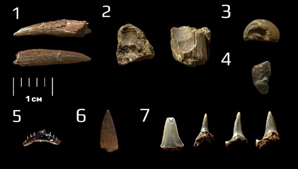 гастроподы, меловой период, акулы, окаменевшее дерево, фосфориты, сеноман, зубы акул, Synechodus, Protosphyraena, ихтиодорулиты