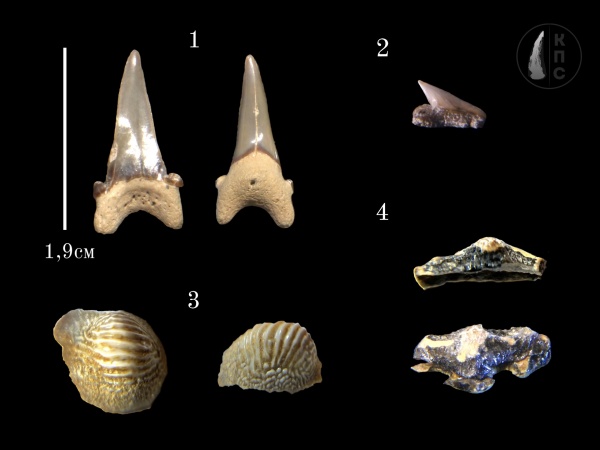 меловой период, акулы, сеноман, зубы акул, альбский ярус, Туронский ярус, КПС