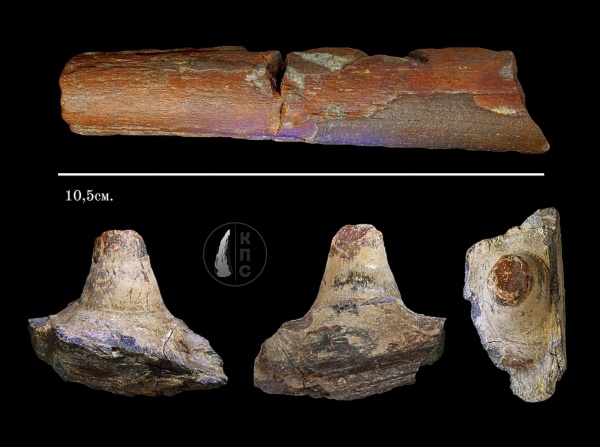 рыбы, сеноман, зубы рыб, Protosphyraena, альбский ярус, Pachyrhizodus, КПС