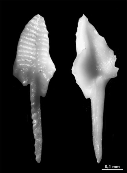 Гжель, гжельский ярус, конодонты, Conodonta, Idiognathodus